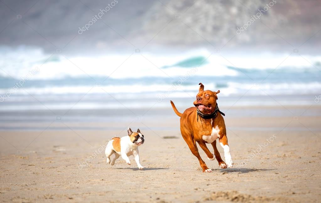 french bulldog and mastiff playing on the beach
