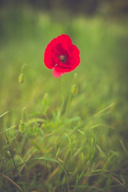 yeşil yaz çayır üzerinde kırmızı parlak haşhaş çiçeği