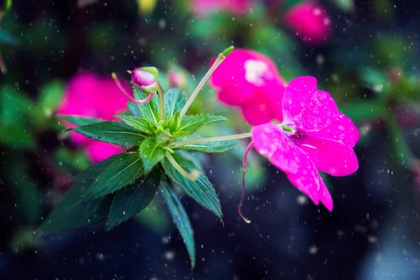 Impatiens çiçek çiçek, büyüyen