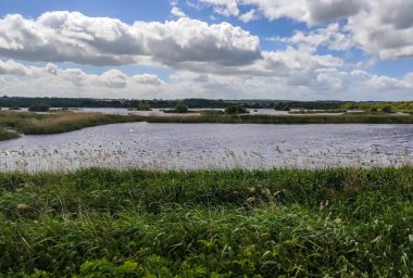 İngiltere 'de Somerset' te Shapwick Heath Ulusal Doğa Koruma Alanı
