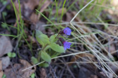Orman Çiçekleri Beyaz Rusya