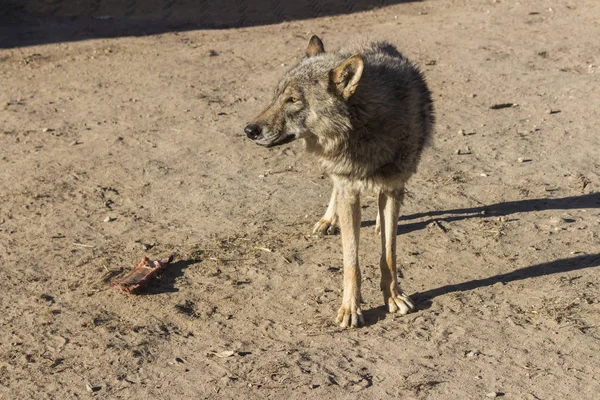 Lobo en el zoológico — Foto de Stock