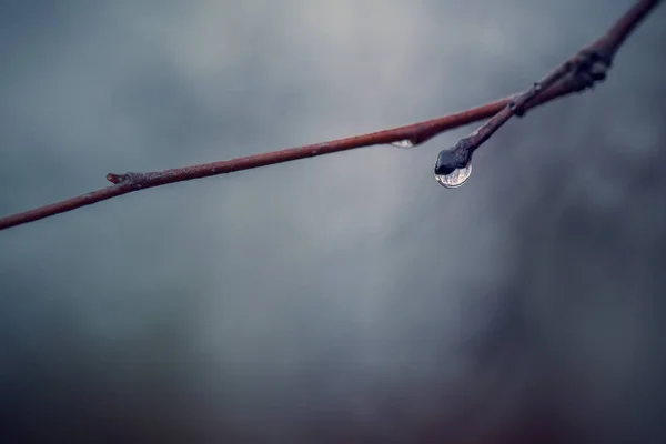 吃早午餐 — 图库照片