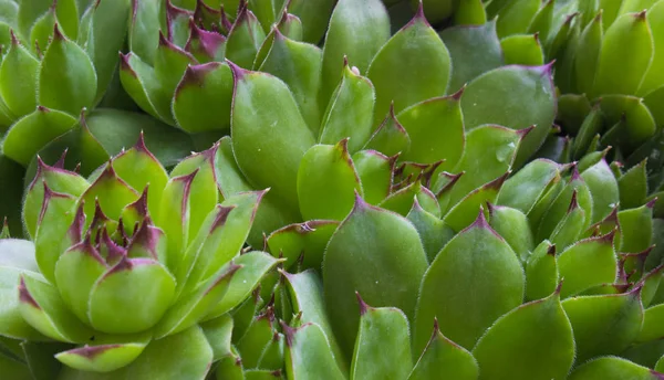 Stock image Closeup of  houseleek