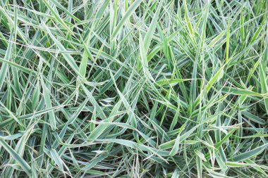 Yeşil Çimen Arkaplanı