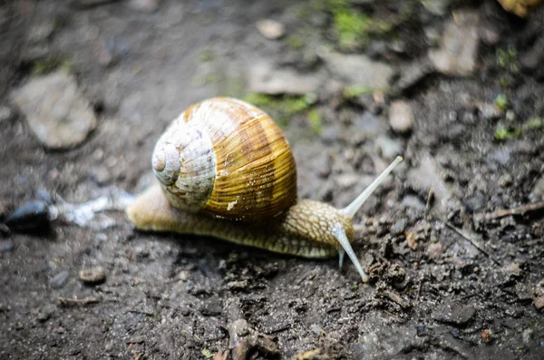 Caracol de cerca en un camino lluvioso — Foto de Stock