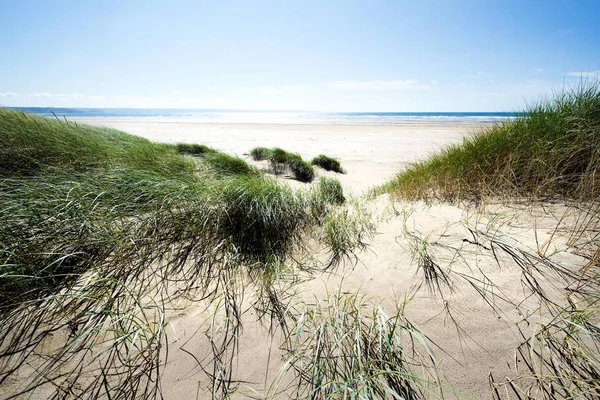 Песчаные дюны на краю золотого песчаного пляжа — стоковое фото