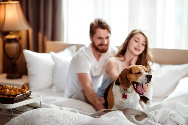 Vicces kutya ásít, míg leül az ágy mellett házigazdák, elégedett ízletes reggelit. Boldog nő, és hogy háttérben ügyeljen arra, hogy a kedvenc kisállat. Az emberek, az életmód és a többi koncepció. — Stock Fotó