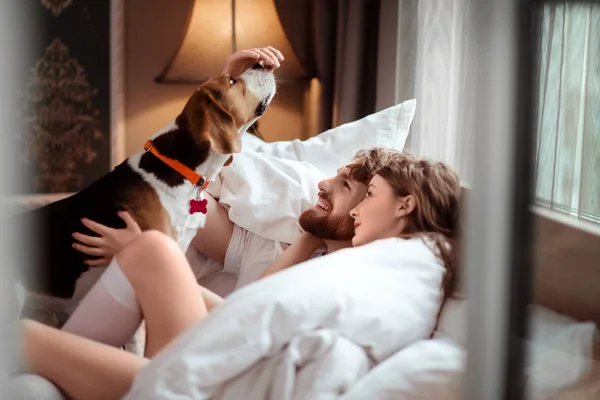 O par de família feliz está na cama, joga com o cão favorito, cuida do animal, passa o tempo livre no quarto acolhedor e cama confortável. Feminino e homem têm descanso junto com animal de estimação. Conceito de relaxamento Imagens Royalty-Free