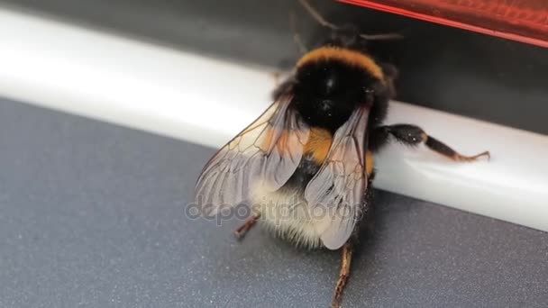 Vista macro del abejorro. White-Tailed Bumblebee Bombus lucorum. Un gran abejorro. Bumblebee, macro video. Especies de abejorro Bombus terrestris nombre común abejorro de cola de buff o abejorro de tierra grande — Vídeo de stock