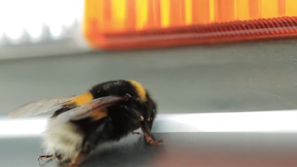 Μακροοικονομική άποψη του bumblebee. Άσπρος-παρακολουθημένου Bumblebee Bombus lucorum. Μια μεγάλη μέλισσα. Μέλισσα, macro βίντεο. Bumblebee είδη Bombus terrestris κοινό όνομα κιτρινωπός-tailed μέλισσα ή μεγάλη γη μέλισσα — Αρχείο Βίντεο