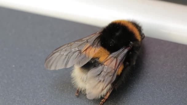 Vista macro de abelha. White-Tail Bumblebee Bombus lucorum. Uma abelha grande. Bumblebee, macro vídeo. Espécie de abelha Bombus terrestris nome comum buff-tailed bumblebee ou grande terra bumblebee — Vídeo de Stock