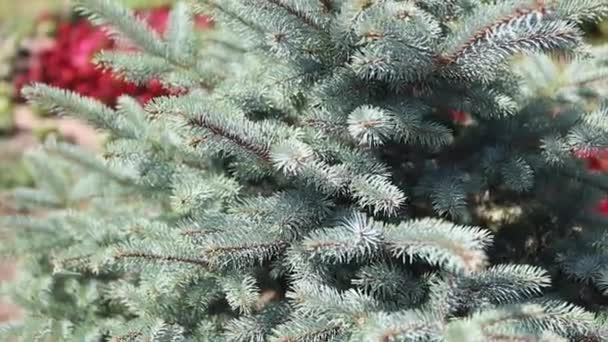 Green prickly branches of a fur-tree or pine. Beautigul vgreen fur-tree in the garden in summer. Christmas tree. Plants — Stock Video