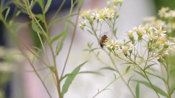 Blossoming branch with flower of cherry tree and a bumblebee. Bumblebee on a branch. Bumblebee collecting nectar on flowering blooming blossoming pussy willow bush shrub flowers branch, humble-bee — Stock video