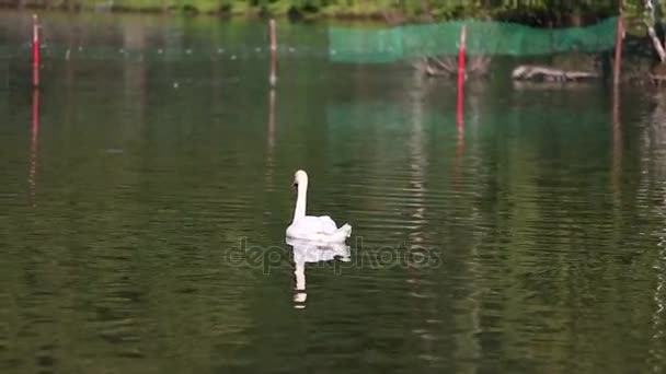 Cisnes no lago. Cisne branco no lago nebuloso ao amanhecer. Luzes da manhã. Fundo romântico. Belo cisne. Cygnus. Romance de cisne branco com paisagem clara e bonita. Filmagem de um cisne em um — Vídeo de Stock