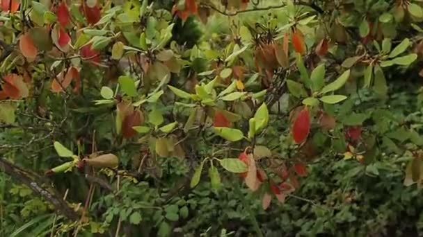 Plantas y ramas en el patio. puente de madera en el jardín. Hermosas grandes ramas verdes y hojas. Hojas y ramas verdes para diseño y decoración. Bosque — Vídeo de stock