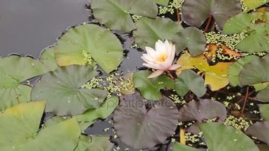 Güzel çiçek ve yaprak bataklıkta. Bataklık Lotus. Çiçek ve yaprak gölde. Yeşil bataklık bitki nerede yüzen.