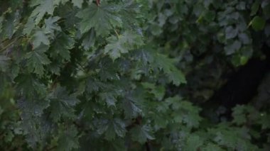 Ormanda yağmur. Ağaçlar bahçede yağmur stand. Yaprakları yağmur altında. Su damla taze yeşil yaprakları üzerine kapatın. Yağmur ve su ağaçların dalları üzerinde. Yaprakları
