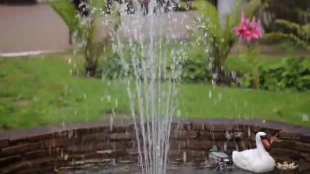 Fuente del patio. Patio con una fuente en una ciudad del norte de Europa. fuente de agua. Hermosa fuente fundamental en el jardín verde. Cisne nadando en una fuente en el patio trasero. Agua. — Vídeo de stock