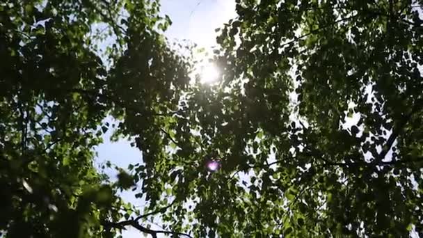 Autumn landscape of the birch woods ,sunlight behind birch tree. The sun — Stock Video