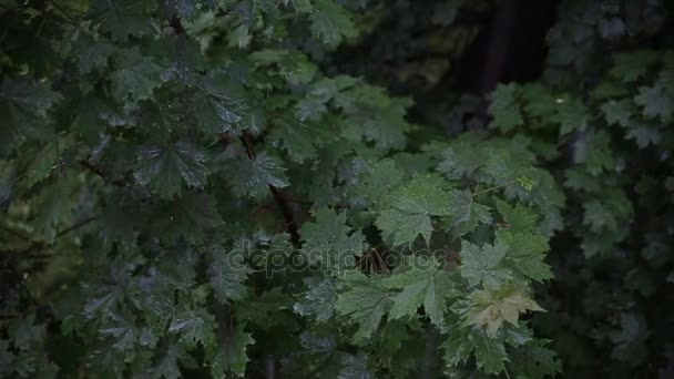 森の中は雨します。木は庭に雨の中で立っています。雨の中の葉。新鮮な緑の葉の上の水滴のクローズ アップ。雨と木の枝の上に水。葉 — ストック動画