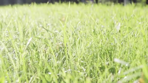 Зеленая трава на поле в летний день. Травяной фон в студии. сияние солнца на траве. Природа — стоковое видео