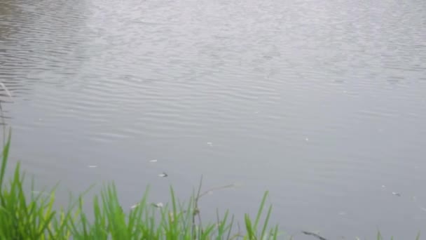 Hierba verde y piedras grises en el río. Día soleado en un río tranquilo en verano. Se precipita en el lago — Vídeo de stock