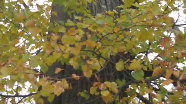 Feuilles jaunes bruissent. Soleil et feuilles jaunes. Feuilles d'automne jaune vif de l'érable sur le fond du ciel .