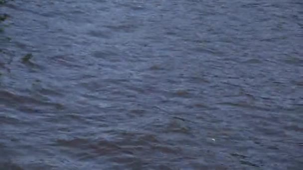 Плюшечки на озері. вириваючи воду в озері. Природа і вода — стокове відео