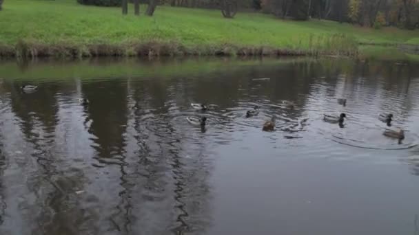 Patos na água na lagoa do parque da cidade. patos selvagens no lago. Gansos selvagens. patos na água durante o dia. Patos — Vídeo de Stock