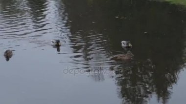 Ördek suda şehir park su birikintisi üzerinde. yaban ördekleri gölde. yaban kazları. ördekler gün su. Ördekler