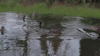 Ördek suda şehir park su birikintisi üzerinde. yaban ördekleri gölde. yaban kazları. ördekler gün su. Ördekler