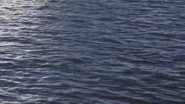 Плюшечки на озері. вириваючи воду в озері. Природа і вода — стокове відео
