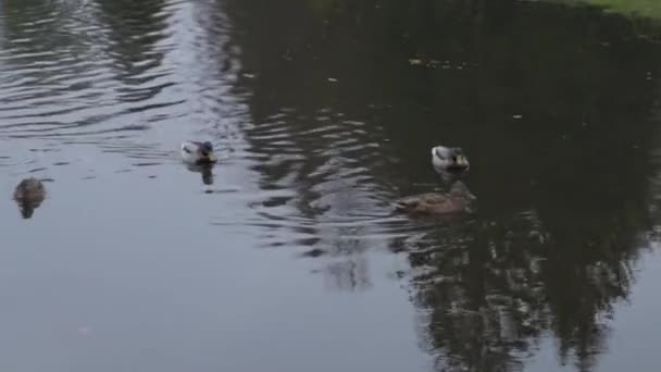 对城市公园池塘里的水鸭。在湖中的野鸭。野鹅。在一天的水鸭。鸭子 — 图库视频影像