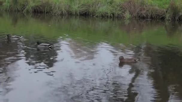 Качки на воді в міському парковому ставку. дикі качки в озері. дикі гуси. качки на воді вдень. качок — стокове відео