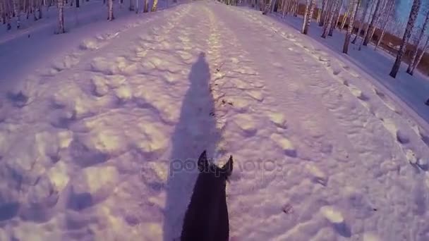 Cavalcare a cavallo nei boschi invernali. Cavalcando su un cavallo nella foresta invernale in prima persona gopro. Cavallo in inverno su neve fresca al tramonto. Cavalcando a cavallo in inverno neve legno gopro sole e tramonto — Video Stock