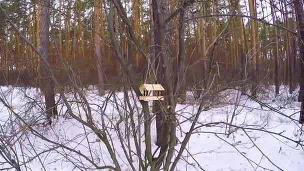 Alimentatori per uccelli nel parco cittadino. topolino volato alla mangiatoia in inverno. Alimentatore di uccelli appeso all'albero autoprodotto con un tagliabiscotti. Foto di un tronco d'albero con un alimentatore di uccelli — Video Stock