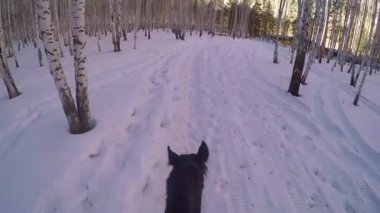 Sırtında kış ormanda sürme. Kış orman birinci şahıs gopro üzerinde bir binicilik. Taze kar batımında atıyla kışın. Kış kar ahşap gopro güneş ve günbatımı atlı ridding