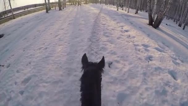 Cavalcare a cavallo nei boschi invernali. Cavalcando su un cavallo nella foresta invernale in prima persona gopro. Cavallo in inverno su neve fresca al tramonto. Cavalcando a cavallo in inverno neve legno gopro sole e tramonto — Video Stock