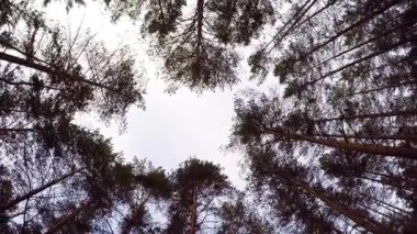 Orman ağacı Tops tarafından çerçeveli mavi gökyüzüne bakıp. kenarına ağaçlar, gökyüzü. güzel çam alt görünümü. gökyüzü güneşli bir günde ağaçlarının dalları