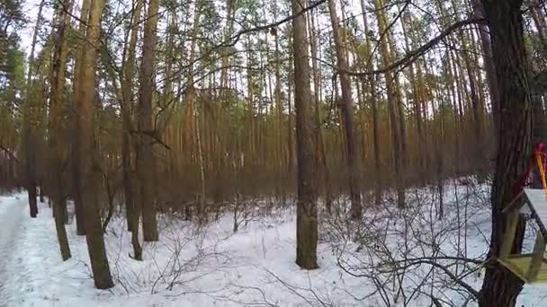 Корм для птиц в городском парке. сиськи прилетели на кормушку зимой. Птичий корм, висящий на дереве самодельным резаком для печенья. Фото ствола дерева с кормушкой для птиц — стоковое видео