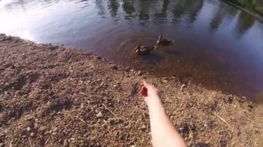 Elle besleme ördek gopro mans. nehir ve ördek besleme tarafından bir adam oturuyor gopro. Gölde ördekler bir güneşli gün görünümü üzerinde birinci şahıs besleme. Göl üzerinde ördek. Erkek el kazlar besleme