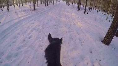 Sırtında kış ormanda sürme. Kış orman birinci şahıs gopro üzerinde bir binicilik. Taze kar batımında atıyla kışın. Kış kar ahşap gopro güneş ve günbatımı atlı ridding