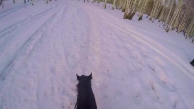 Sırtında kış ormanda sürme. Kış orman birinci şahıs gopro üzerinde bir binicilik. Taze kar batımında atıyla kışın. Kış kar ahşap gopro güneş ve günbatımı atlı ridding