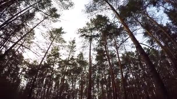 Patrząc na błękitne niebo oprawione przez wierzchołki drzew w lesie. na skraju drzew, nieba. Widok z dołu pięknym sosnowym. gałęzie drzew na tle nieba, w słoneczny dzień — Wideo stockowe