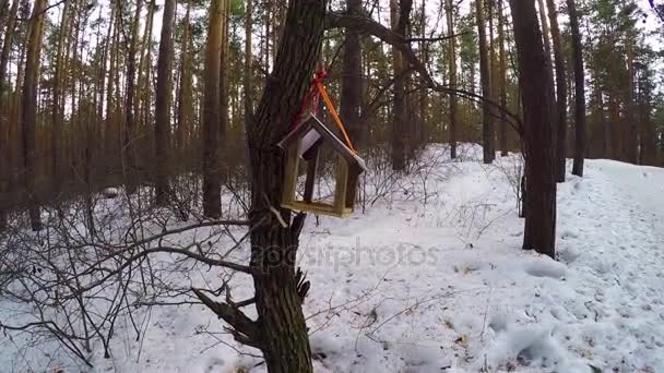 Alimentadores para pássaros no parque da cidade. titmouse voou para o alimentador no inverno. Alimentador de pássaros pendurado na árvore auto-feito com um cortador de biscoitos. Foto de um tronco de árvore com um alimentador de pássaros — Vídeo de Stock
