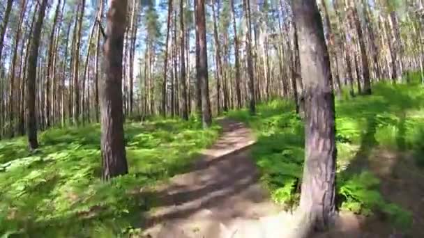 Radeln in einem Sommerwald die erste Person. Radfahren auf einem Fußweg im Wald mit Gopro und Sonne. zwei Radfahrer Mountainbiker während eines Rennens im Wald oder Wald gopro. das Fahrrad im Wald — Stockvideo