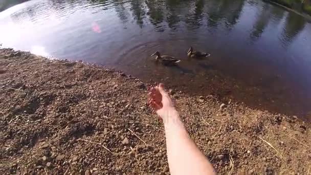 Mans alimentando con la mano al pato gopro. Un hombre se sienta junto al río y alimenta a los patos gopro. alimentar a los patos en el lago en una vista soleada del día de primera persona. pato en la alimentación del lago. Ganso macho de alimentación manual — Vídeo de stock