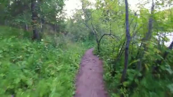 Andar de bicicleta em uma floresta de verão a primeira pessoa. Andar de bicicleta em um caminho na floresta com gopro e sol. Dois ciclista montanhista durante uma corrida na floresta ou gopro floresta. a bicicleta na floresta — Vídeo de Stock