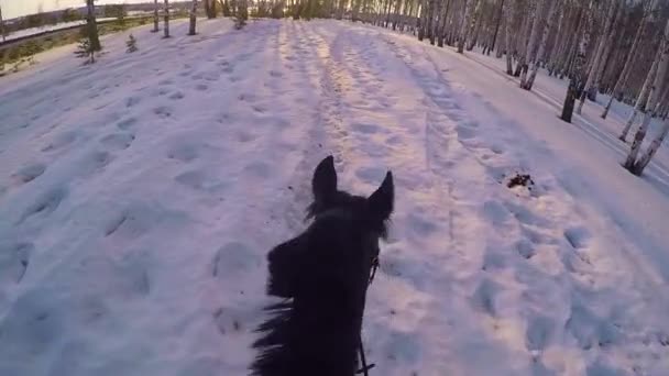 Cavalcare a cavallo nei boschi invernali. Cavalcando su un cavallo nella foresta invernale in prima persona gopro. Cavallo in inverno su neve fresca al tramonto. Cavalcando a cavallo in inverno neve legno gopro sole e tramonto — Video Stock